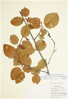 藏品(山榿木)的圖片